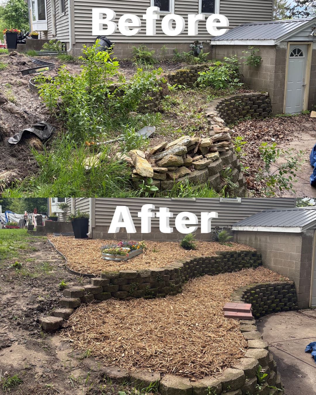 Before and after landscape renovation featuring a stone wall and wood mulch in a garden.