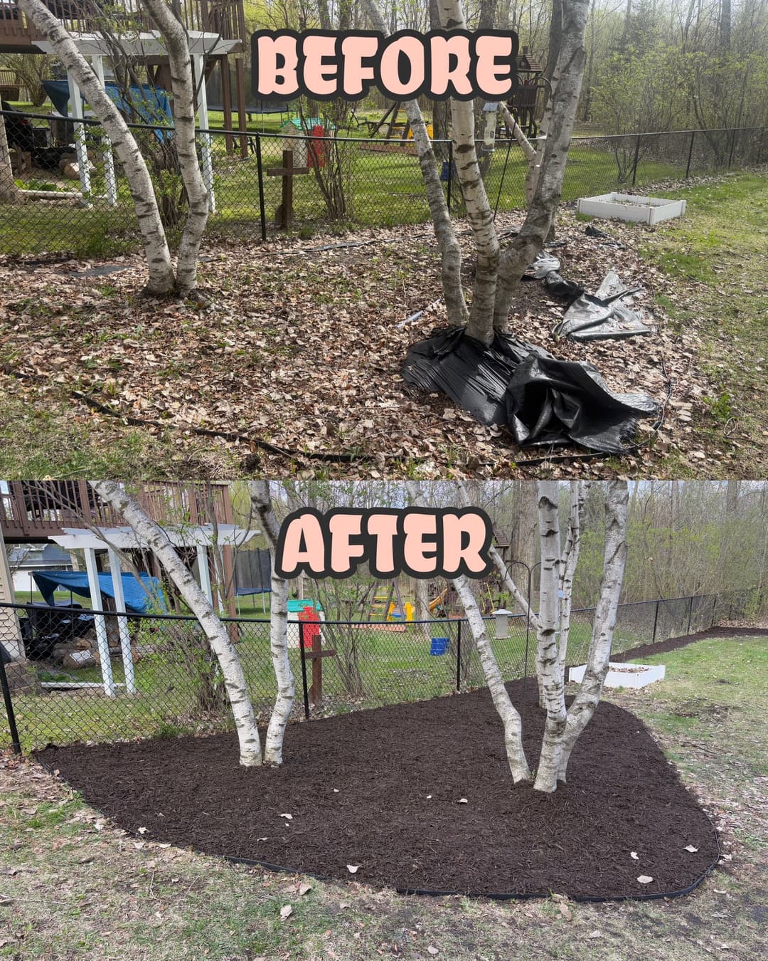 Before and after landscape transformation featuring birch trees with fresh mulch installation.