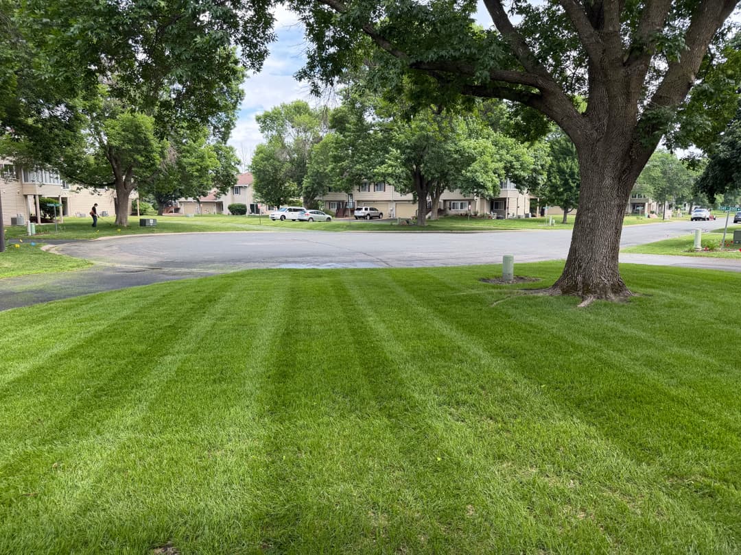 Lush green lawn with striped pattern beside large tree and suburban street in background.