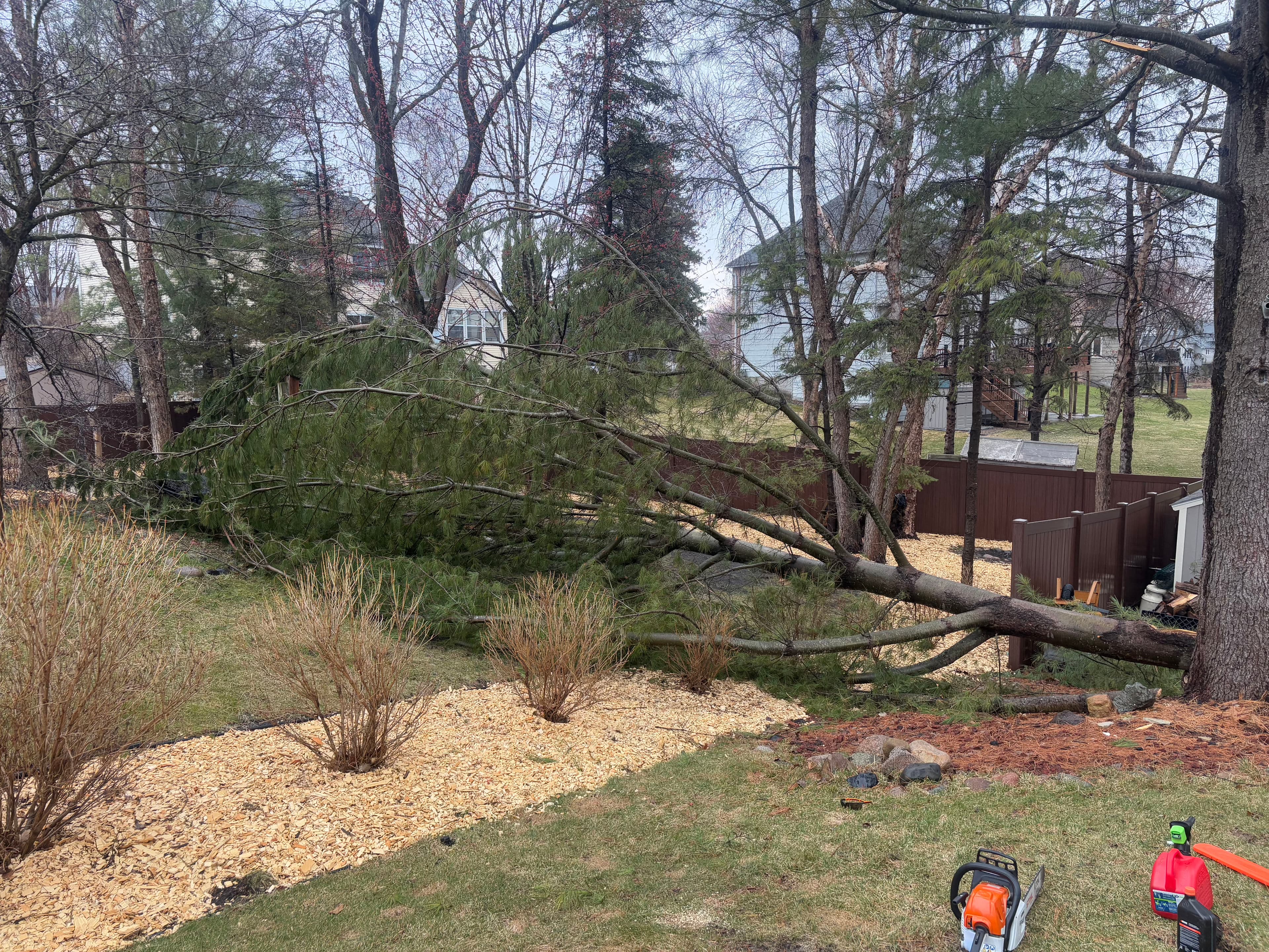 Project Fallen Tree Removed and Backyard Cleared Clean image
