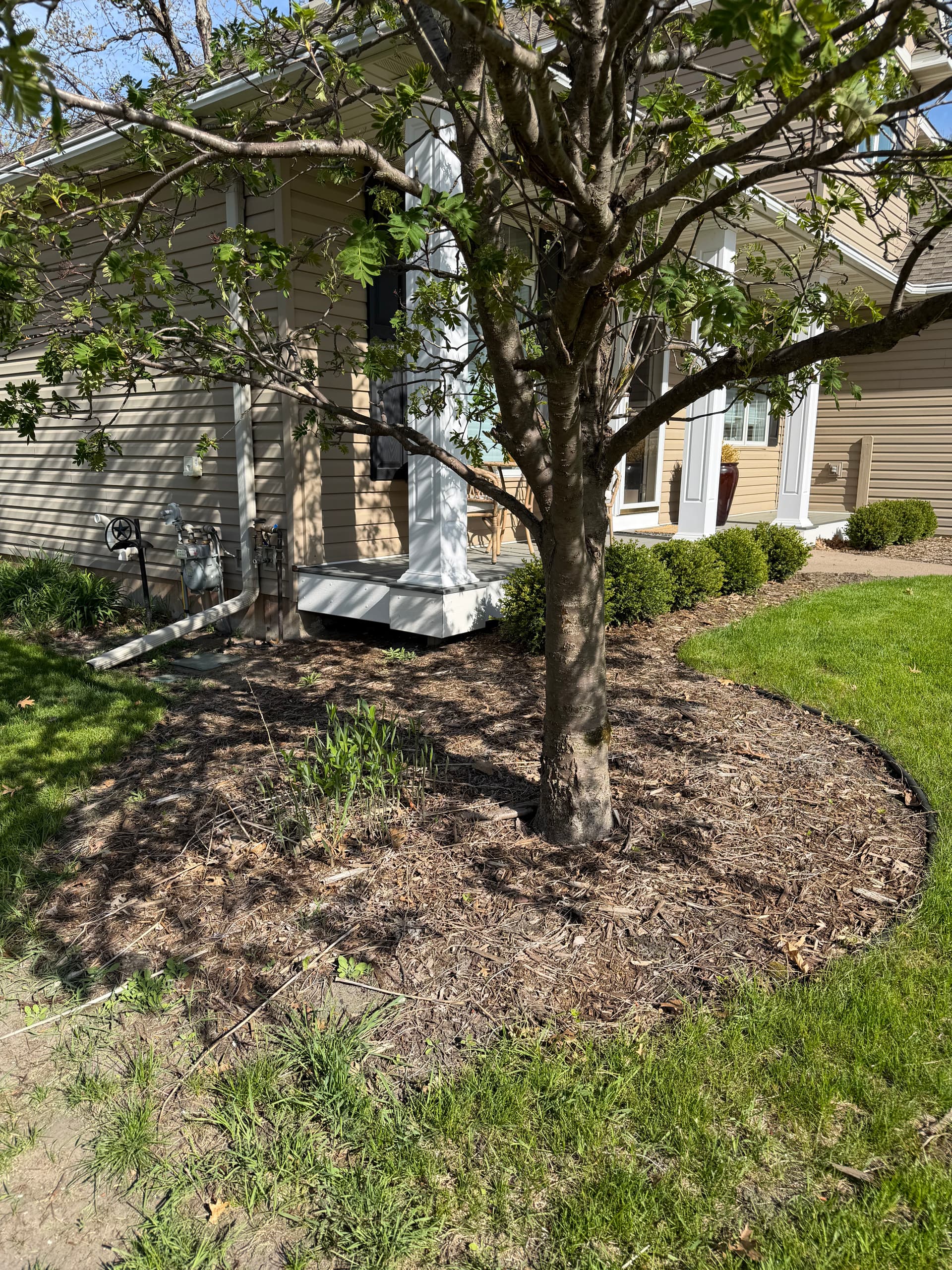 Gallery photos for Landscape Bed Reset with Fresh Mulch and Bullet Edging: Image #2