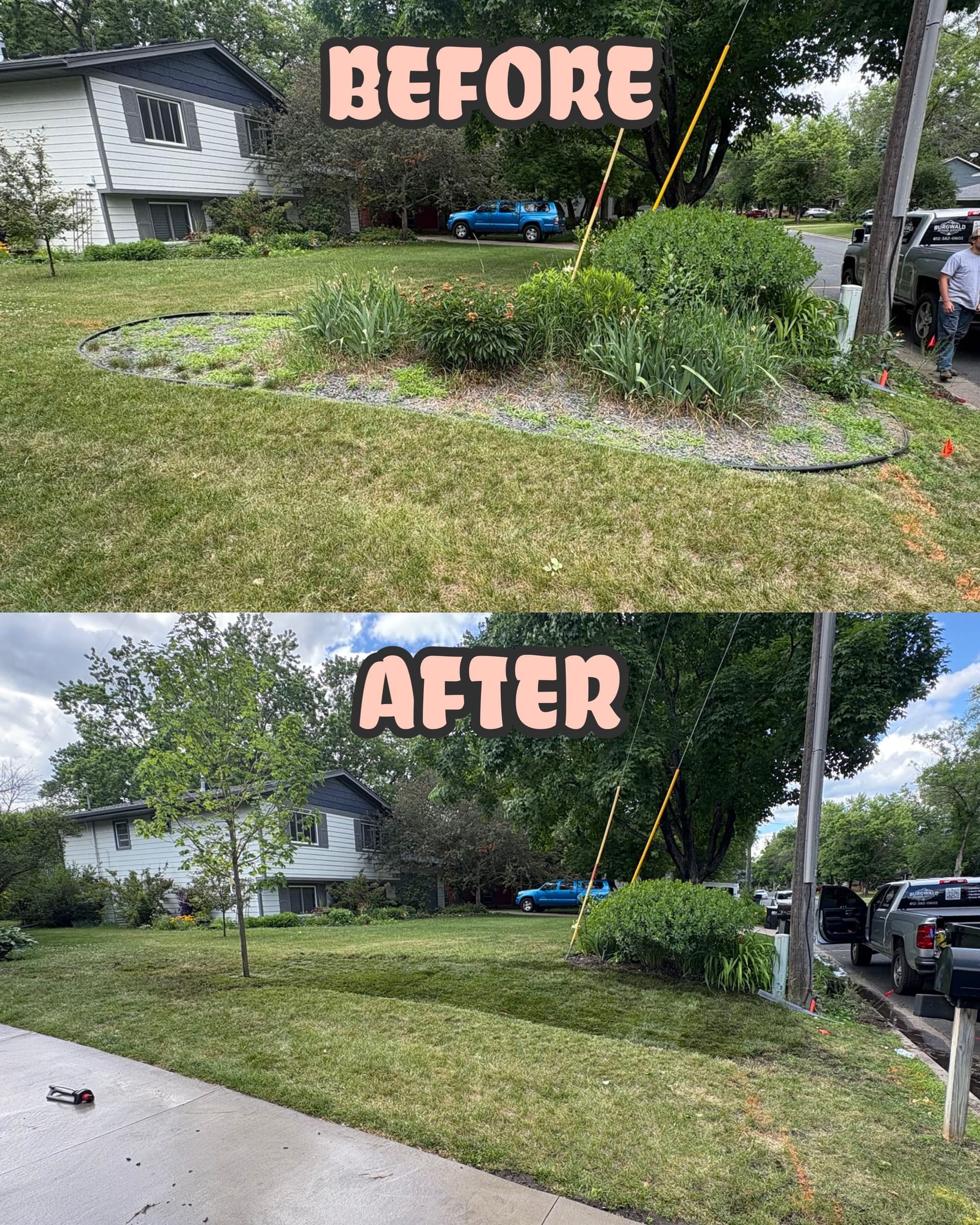 Overgrown Landscape Cleared, Sod Laid and Sugar Maple Planted image