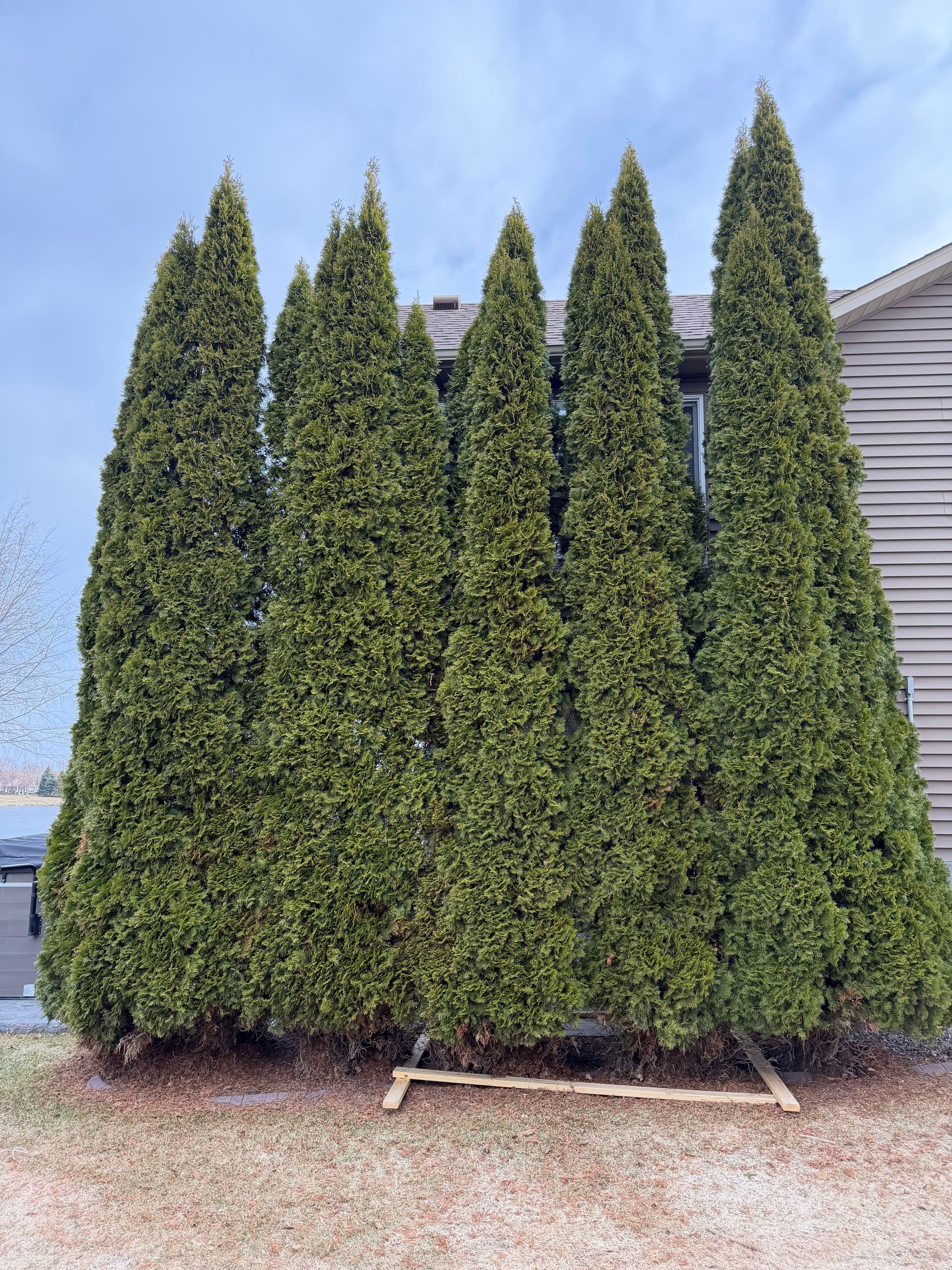 Project Massive Shrub Removal Opens Up a Backyard Retreat image