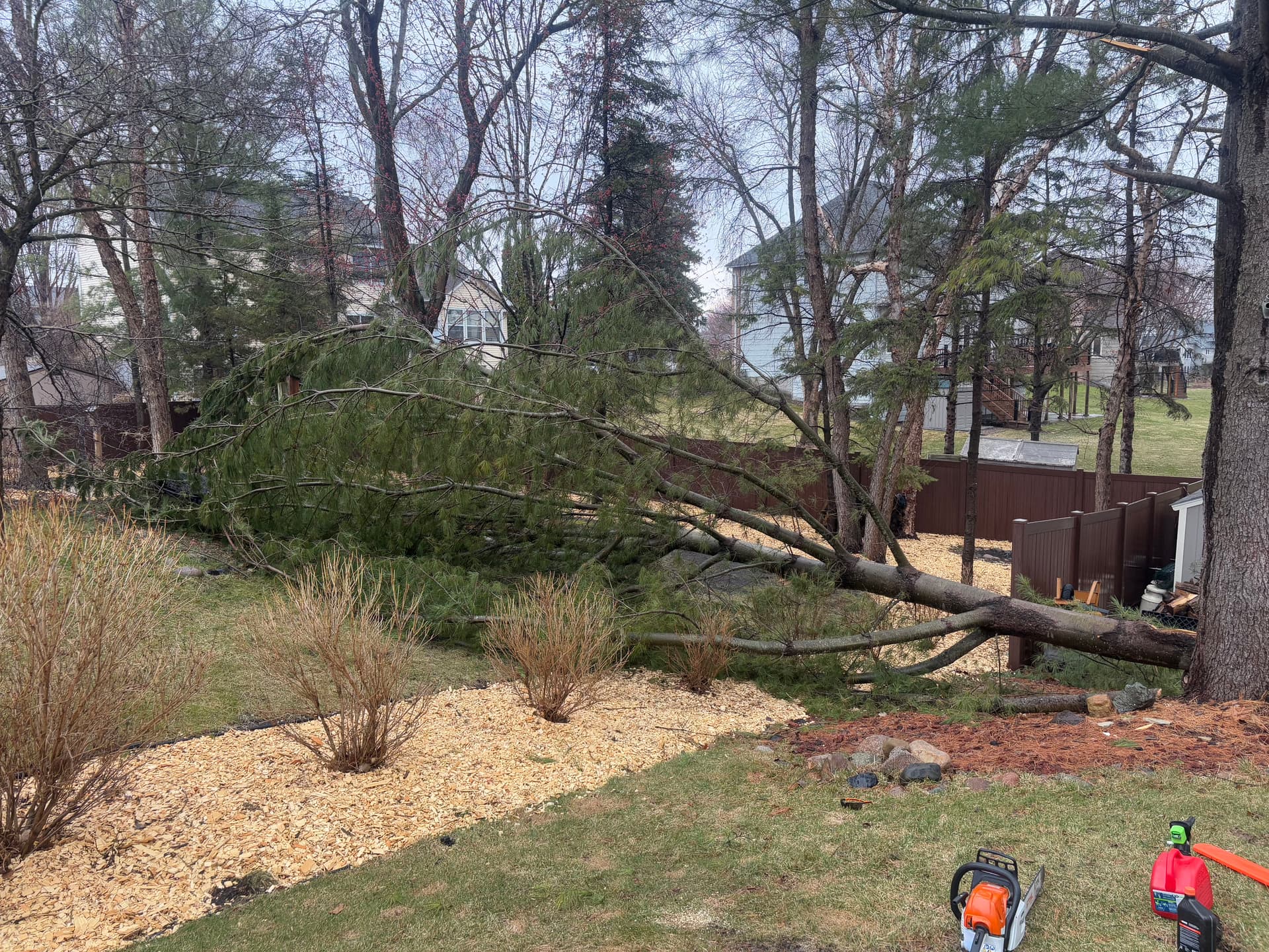Fallen Tree Removed and Backyard Cleared Clean image