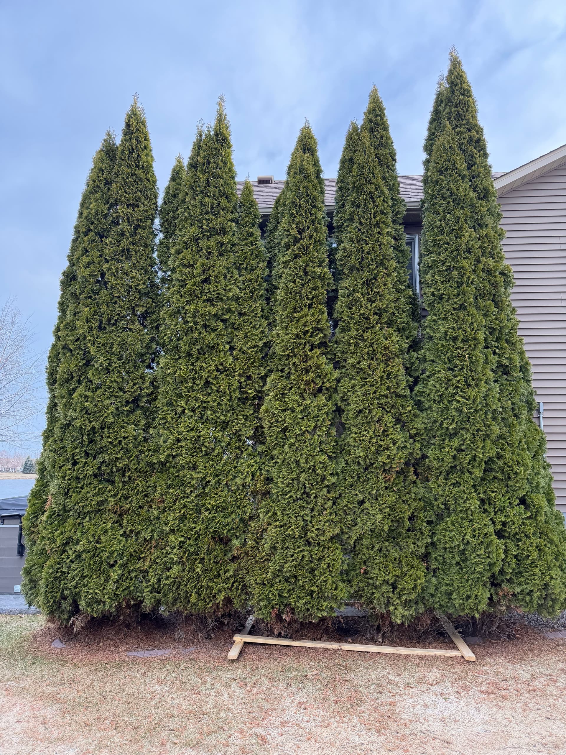 Massive Shrub Removal Opens Up a Backyard Retreat image